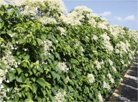 Premium Hecke oder Einzelpflanzen